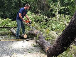 Best Firewood Processing and Delivery  in Vero Beach South, FL