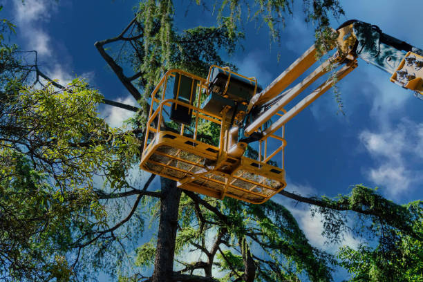 Best Hazardous Tree Removal  in Vero Beach South, FL
