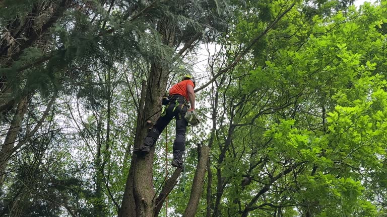 Best Tree Mulching  in Vero Beach South, FL