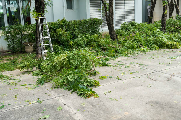 Reliable Vero Beach South, FL Tree Removal Solutions