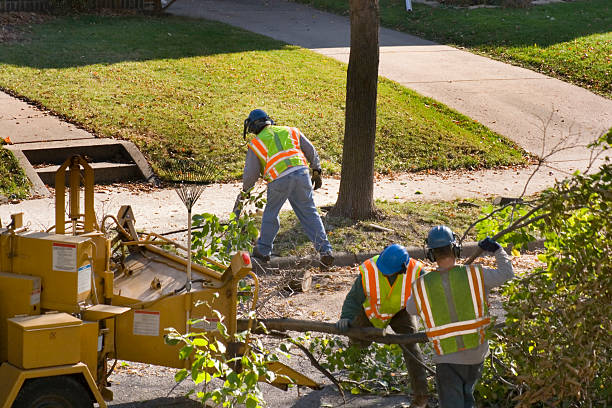 Best Palm Tree Trimming  in Vero Beach South, FL