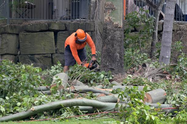 Best Arborist Consultation Services  in Vero Beach South, FL